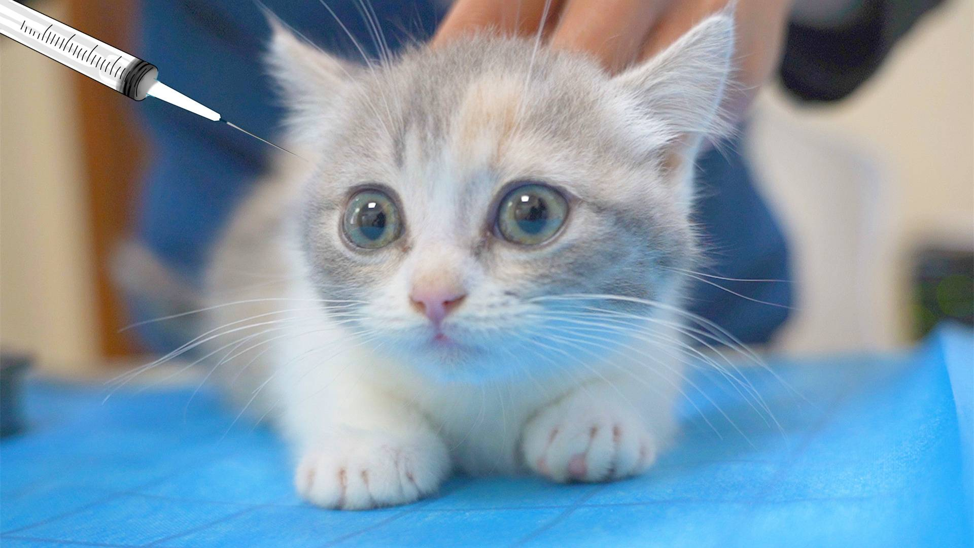 带两只小奶猫去打针,把全医院萌化了,医生抱着不撒手!