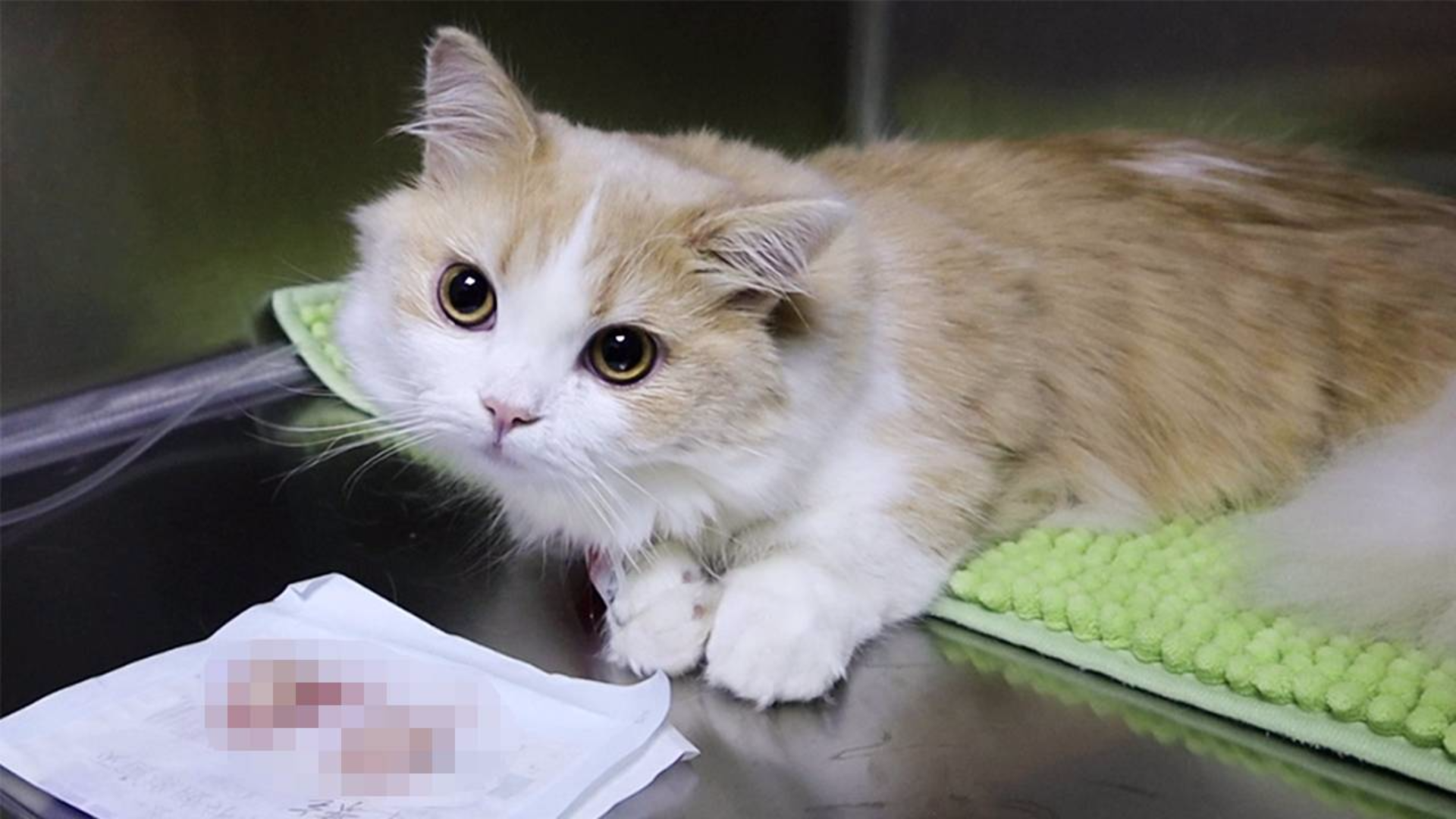 小猫咪绝育,醒后还被强迫看自己的蛋蛋,实惨!