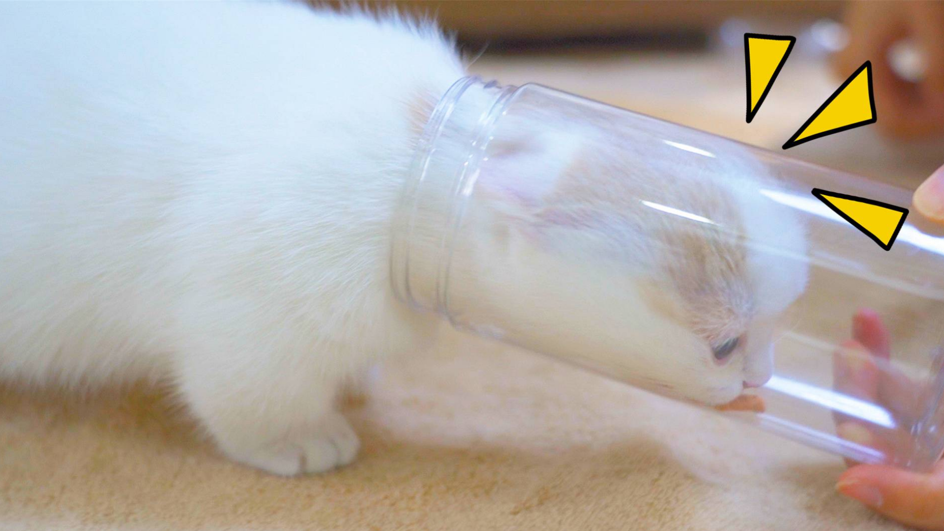 猫为了吃可以多拼命?猫头都压变形了!