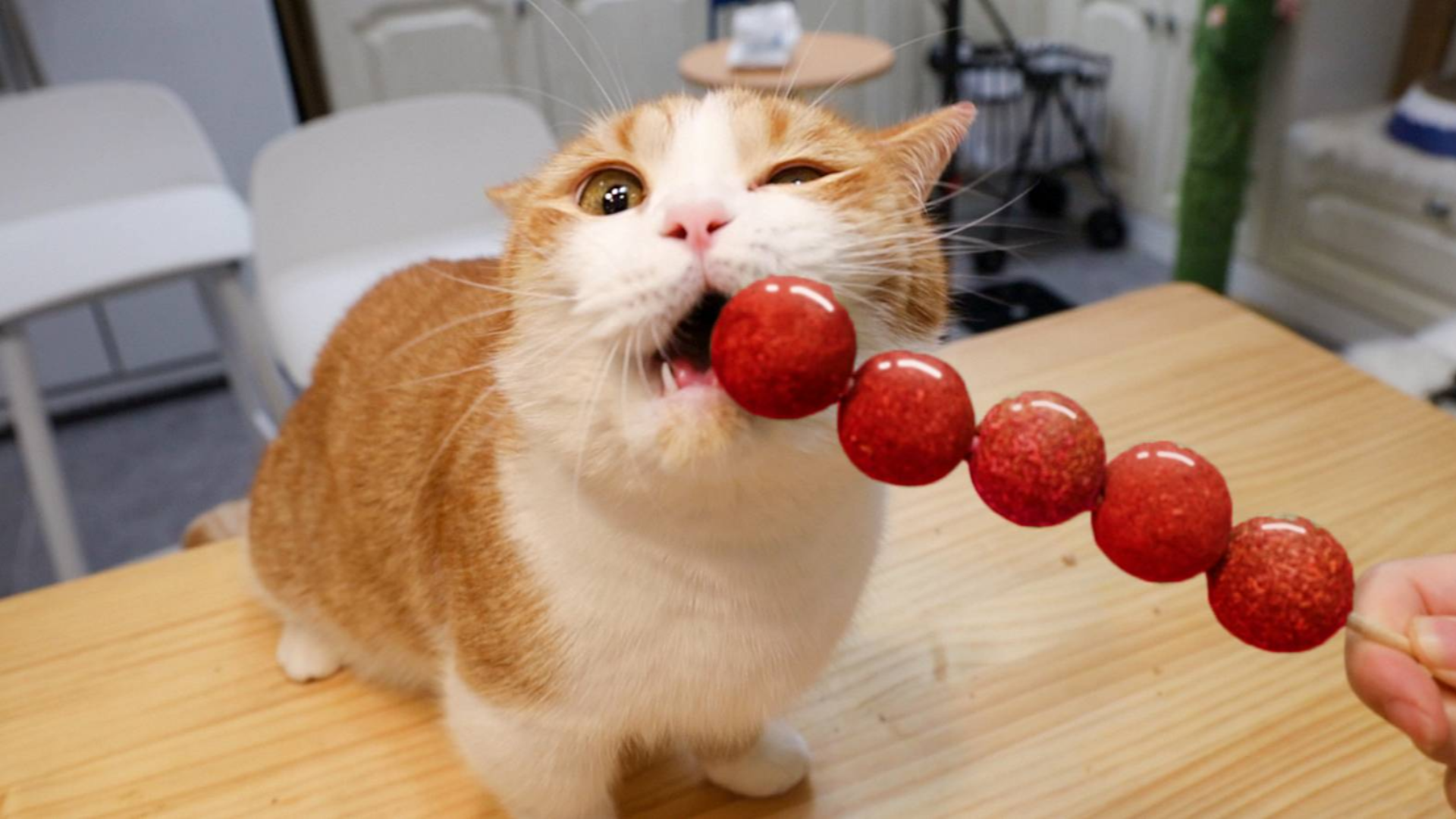 猫薄荷糖葫芦!我小猫咪今天就要吸翻在这儿!