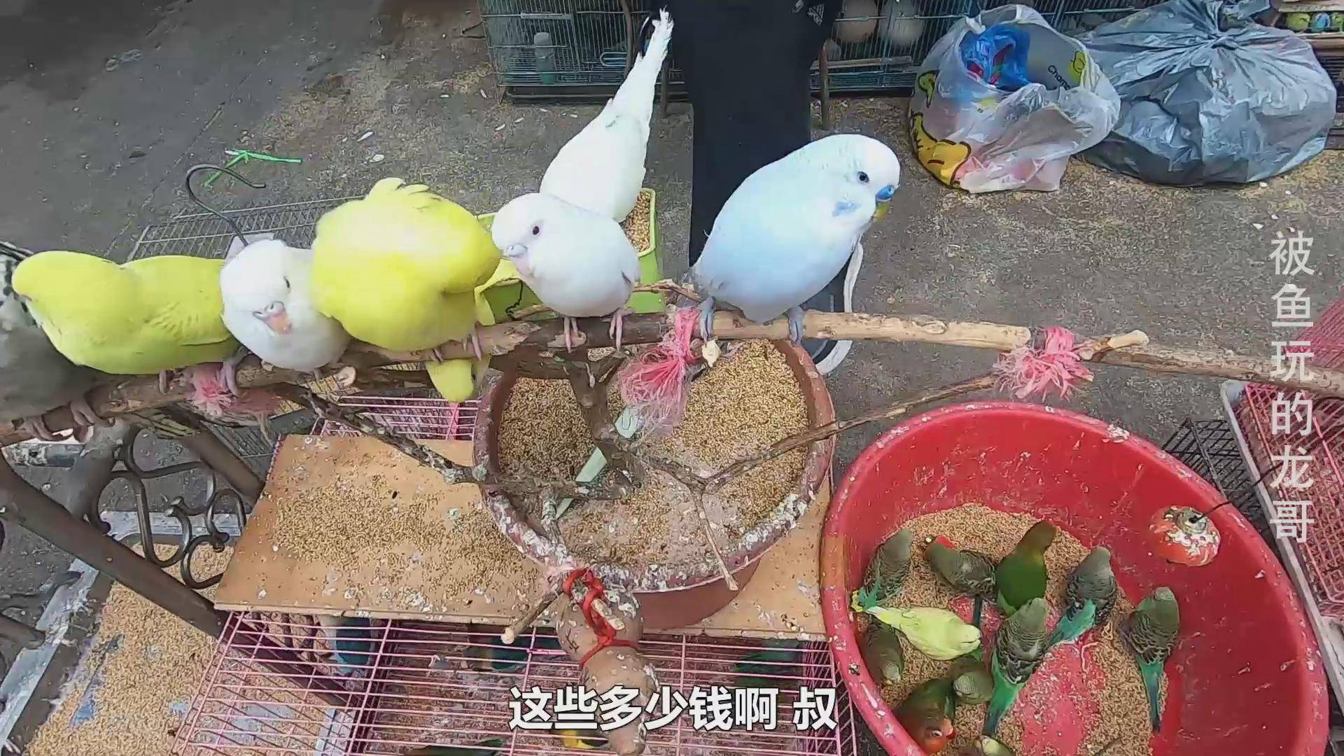 广州花鸟市场,大叔卖的鹦鹉鸟30一只,一排站着不会飞走呢?