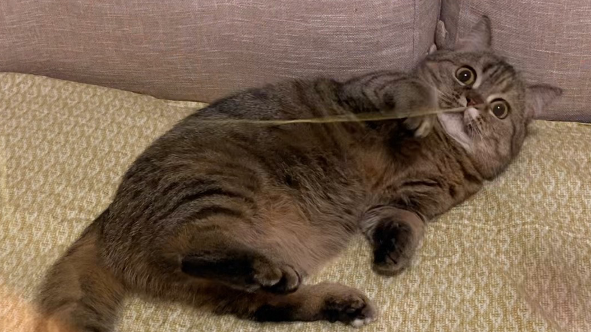 猫:你别过来啊!不然我报警了!!!