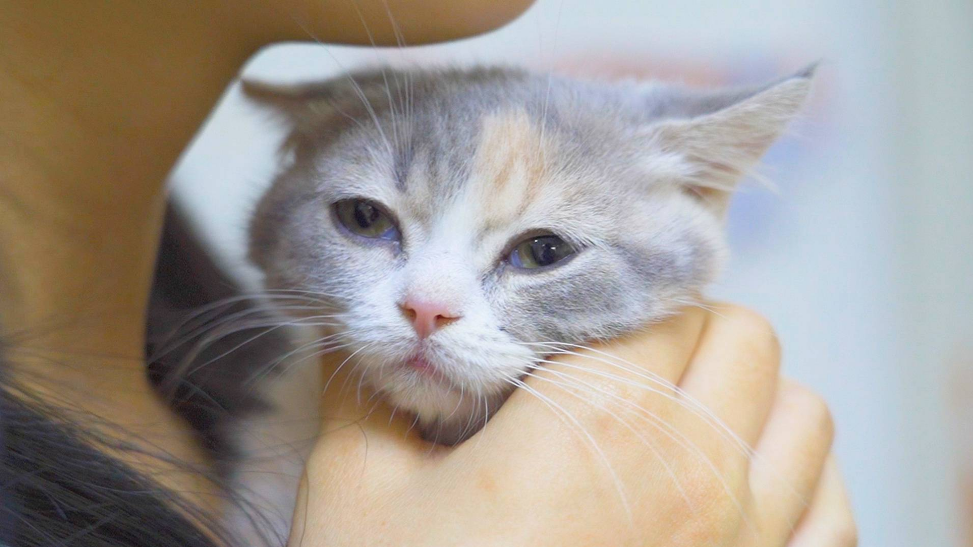 10天没出门会怎么样?家里的人和猫必须要疯一个!