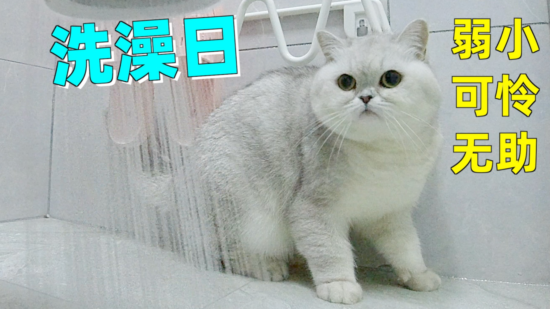 猫咪太贪吃落入主人圈套,得知要洗澡立马躲在角落瑟瑟发抖
