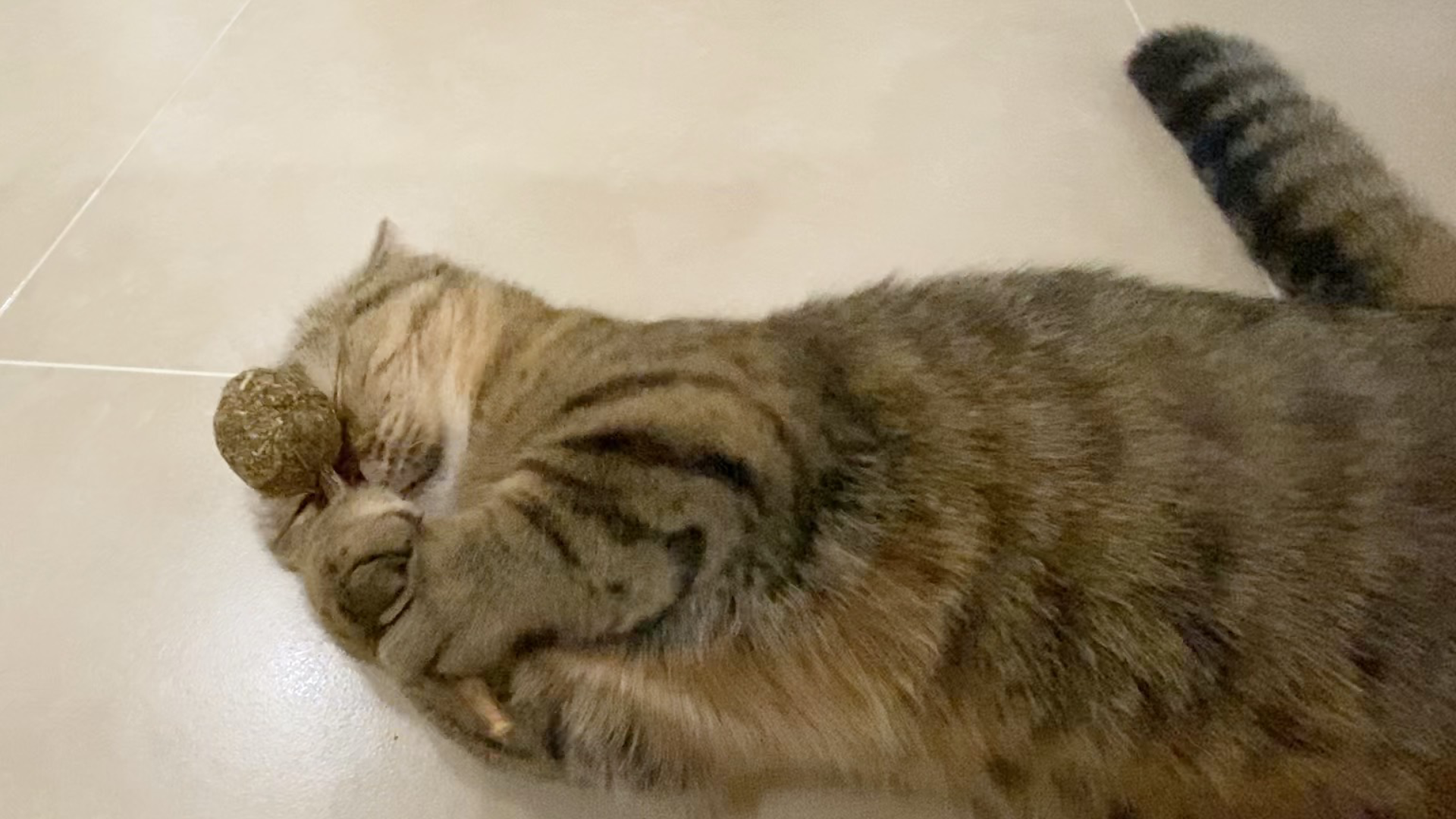 又是吃猫薄荷的一天!