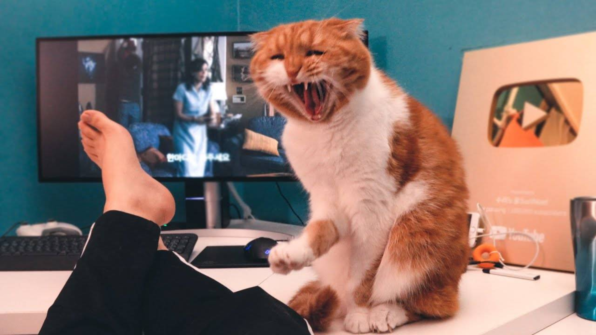 猫咪 : 管家你聋吗 ?我饿了 !