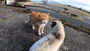 两只猫在海边吵架