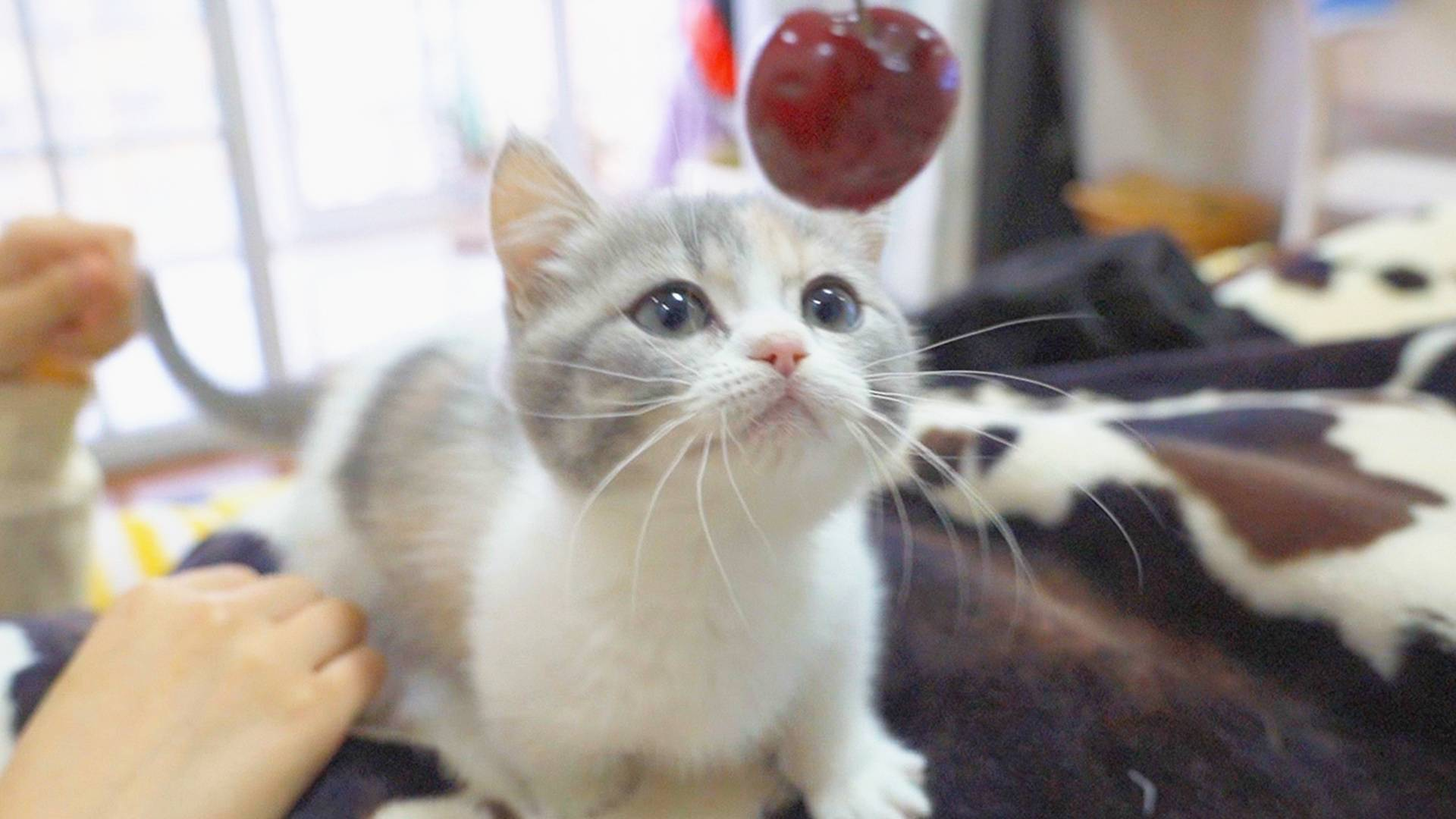 故意不给小奶猫吃东西会怎样?猫:哭给你看!