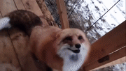 撒娇的小狐狸
