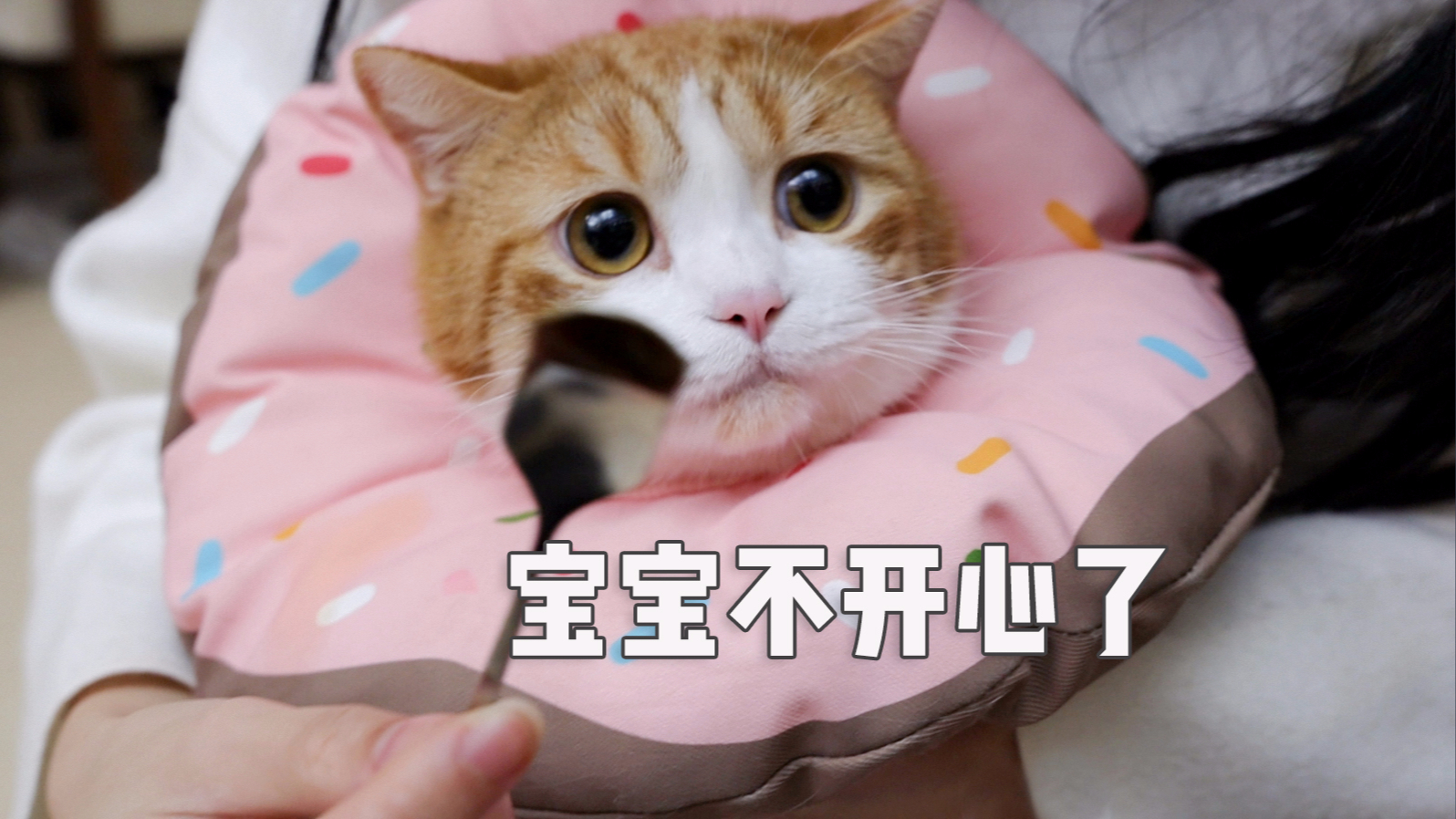 零食混药药骗猪吃,你当我是猫?什么都吃?