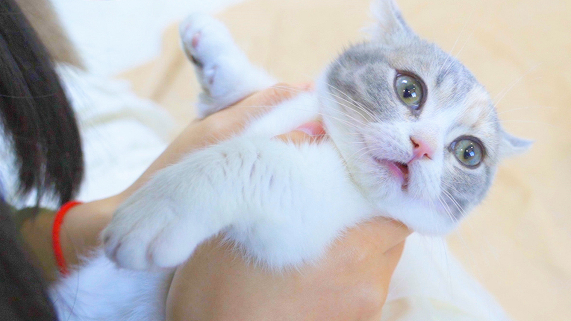 连续亲猫100下,猫会什么反应?嘴巴都亲肿了!