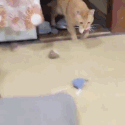 超爱玩接球的猫咪