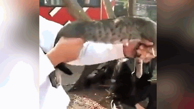 猫猫机关枪,打出了电音的感觉~