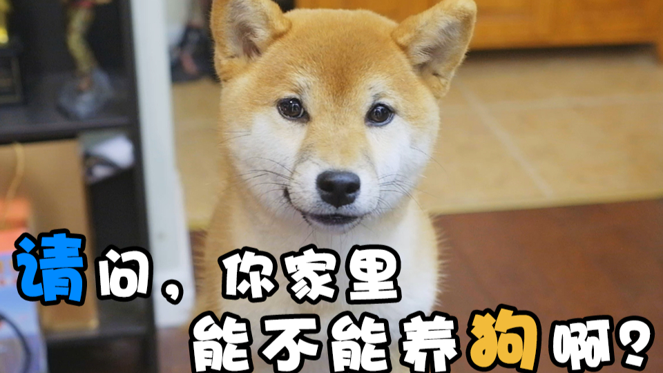【站着说话不腰疼】我小时候跟我妈说想养:猫,狗,鸡,猪,蛇,鼠,但都被拒绝了