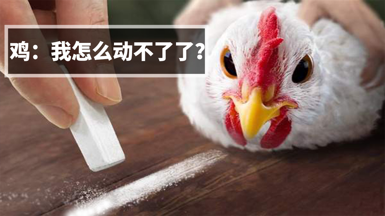 为什么在鸡面前画条直线,鸡会晕?