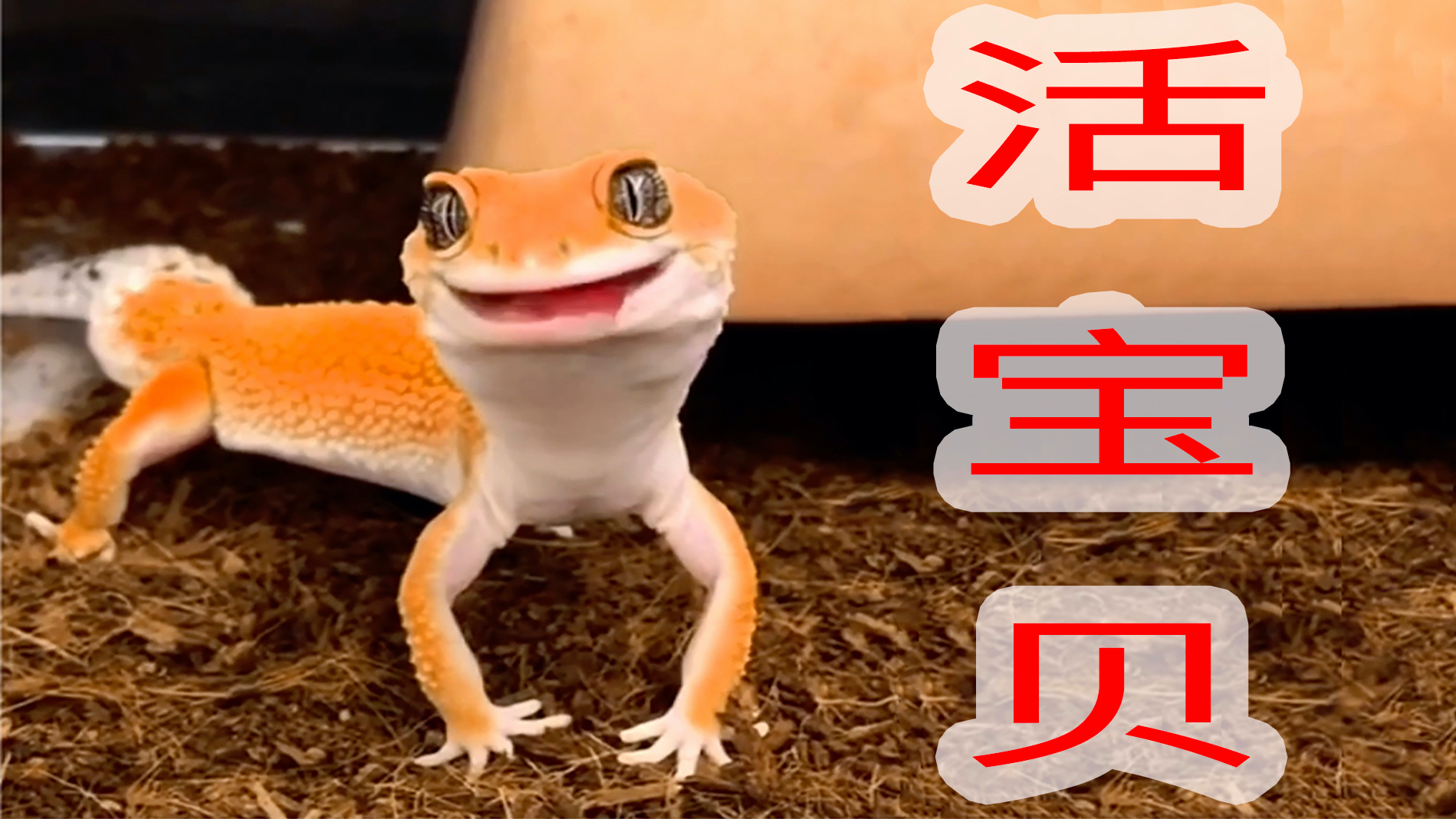 瘤尾守宫:太可爱了吧,喜欢了