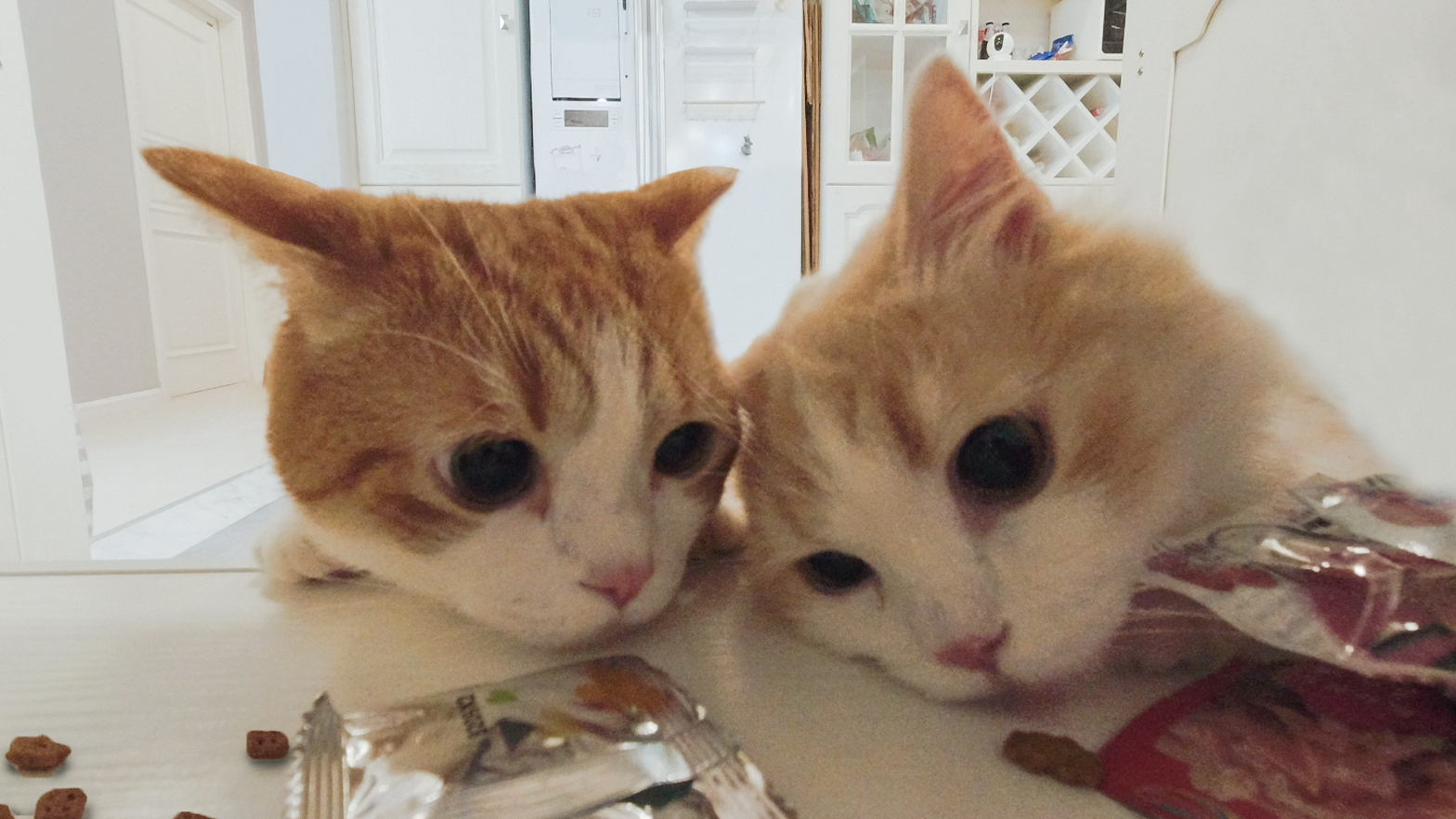 主人忘锁零食柜,猫:机会来了......监控画面惨不忍睹