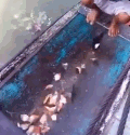 钓食人鱼....