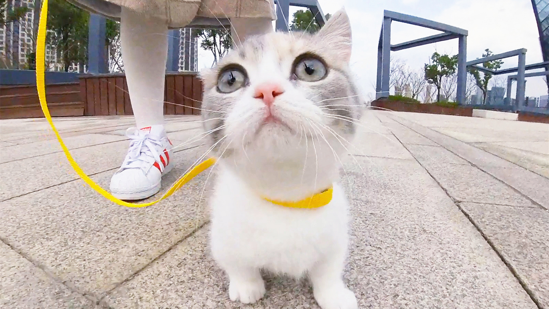 带小奶猫出门玩,跑得比兔子还快,绳子都拉不住!