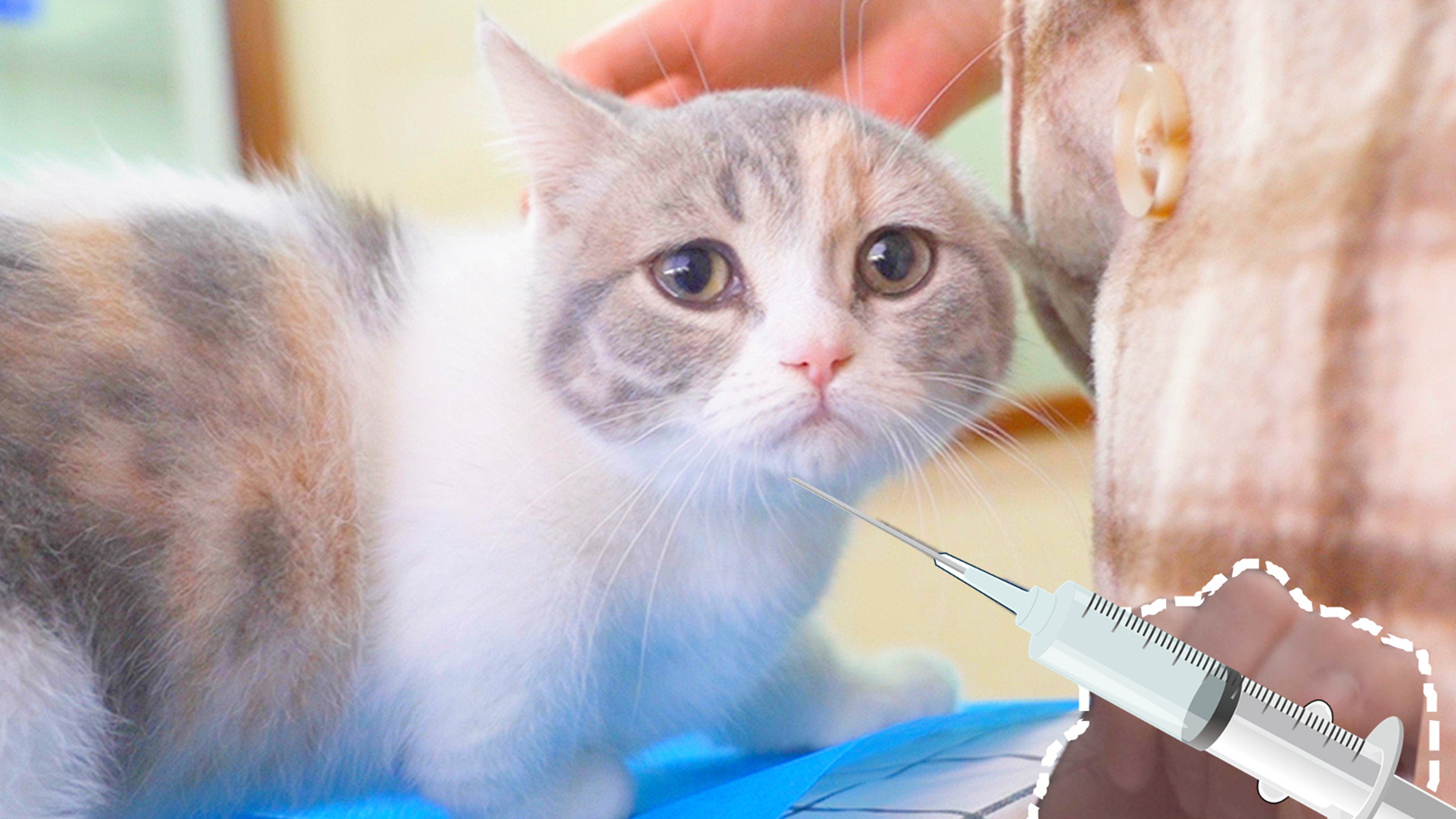 小猫打针怕疼,还没扎就大声哭喊,医生都懵了