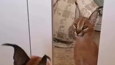 第一次照镜子的狞猫,是不是也被自己帅到了呢?
