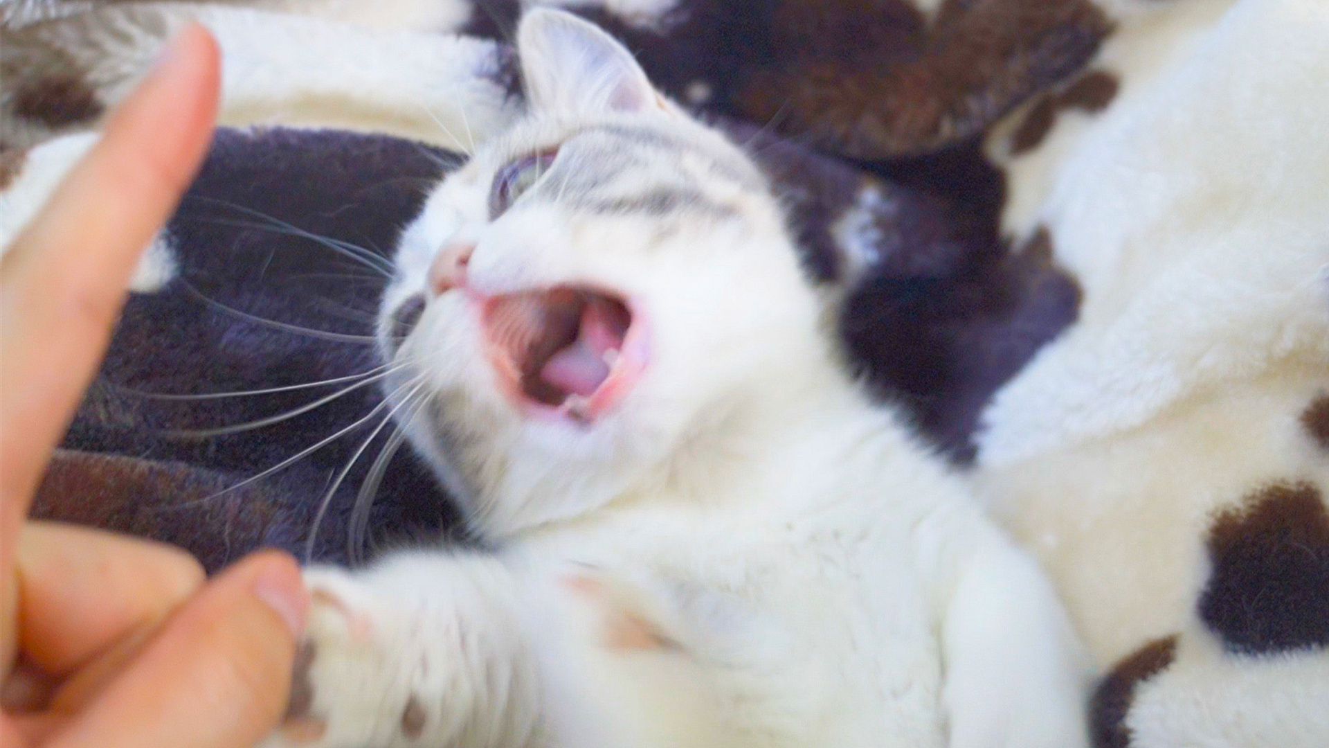 猫的速度是人的几倍?我有手的时候也这么玩……