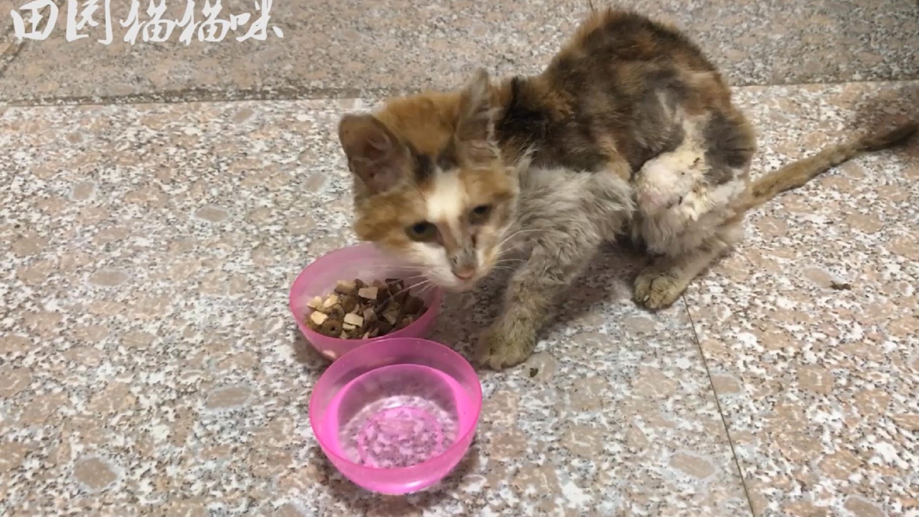 流浪猫:骨瘦嶙峋的小猫咪被咬掉一部分耳朵,好可怜
