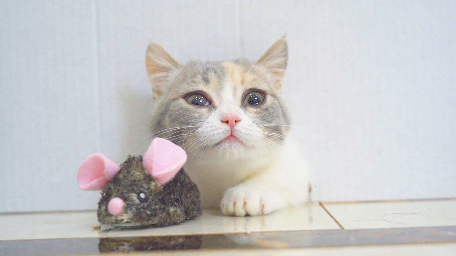 猫咪能不能钻进老鼠洞?猫:放我进去抓老鼠!