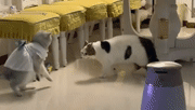 猫:穿这么漂亮给谁看鸭