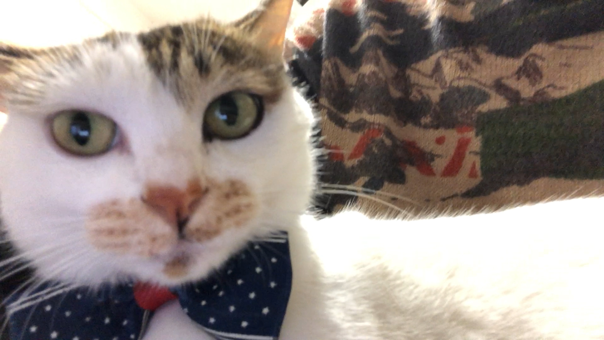 我有一只会学狗叫的小猫咪,你家的猫有什么“特异功能”?
