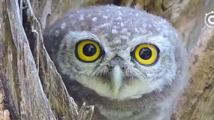 【今日傻鸮】猫头鹰近镜头特写,是不是觉得眉清目秀的(转)