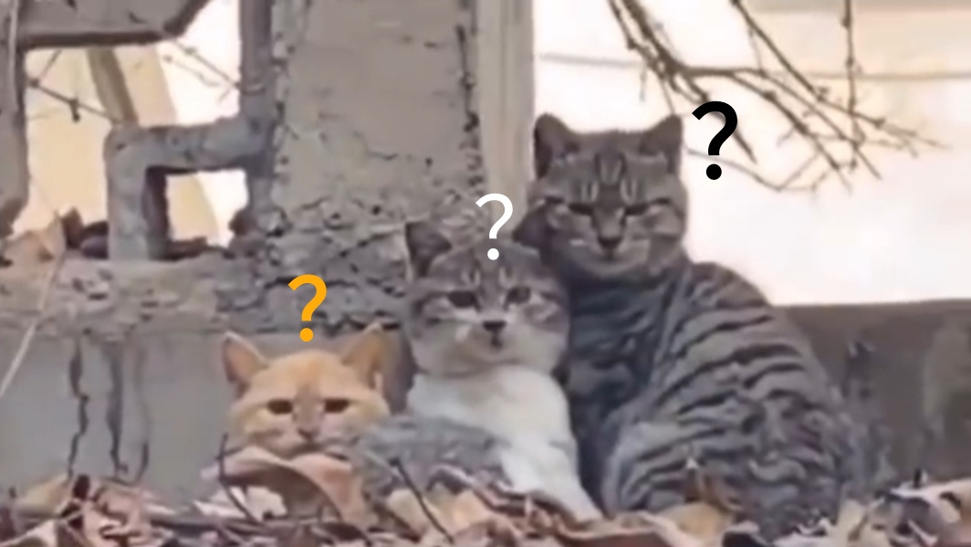 猫 咪 迷 惑 行 为 大 赏