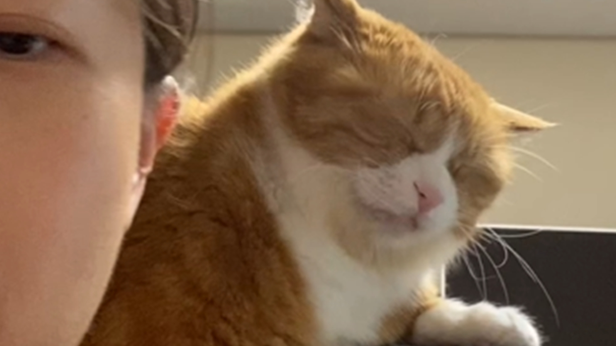 你也许听说过舔狗,但是舔猫你见过吗?