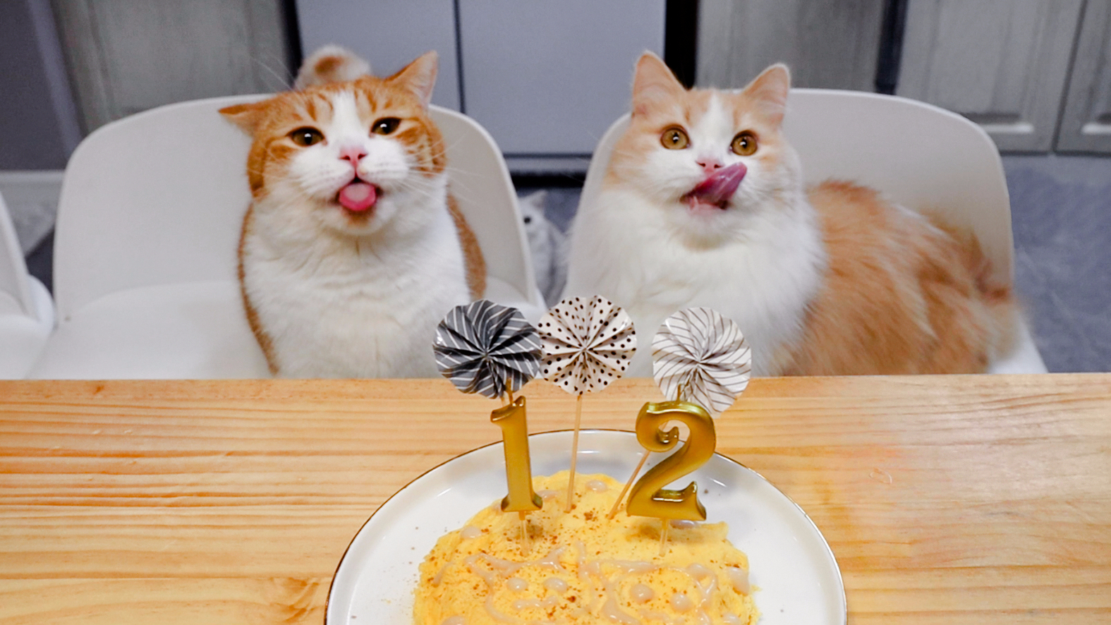 1人2猫集体过生!猫咪吃生日蛋糕,主人简单吃个帝王蟹火锅!