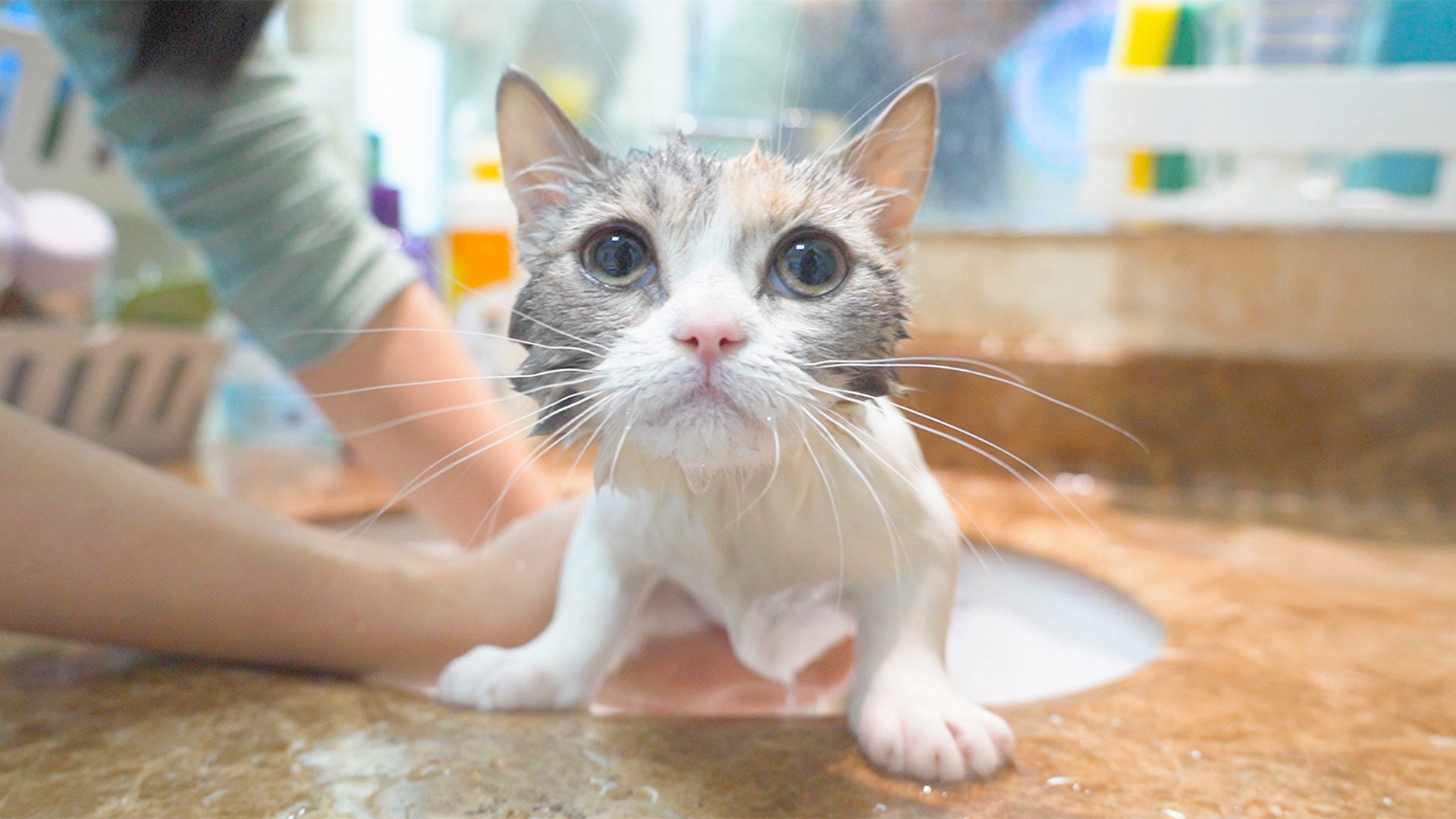 小奶猫第一次洗澡,一开始极力反抗,最后却异常乖巧!