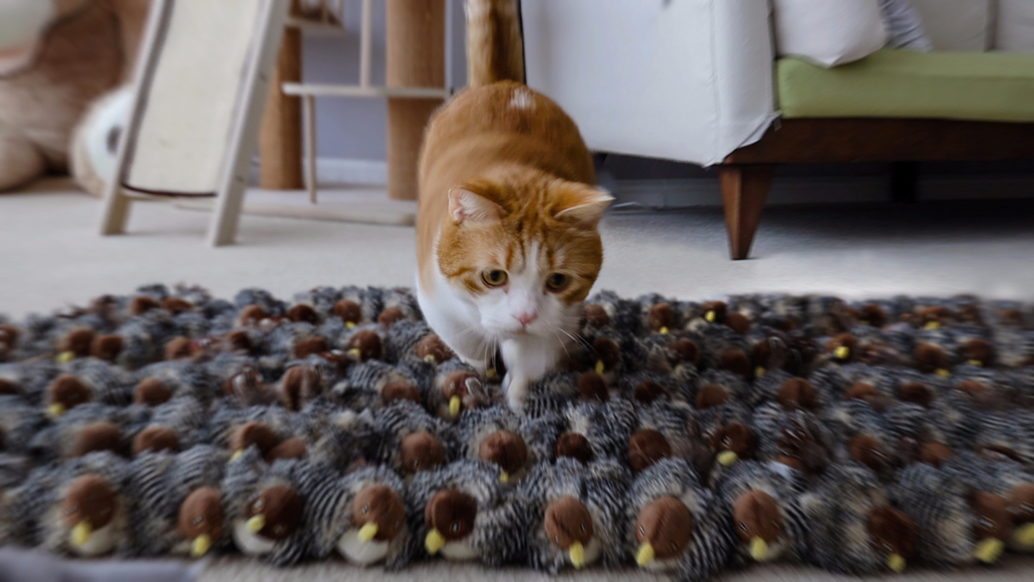 家里突现100只鸟,猫玩儿疯了,冲就完了!