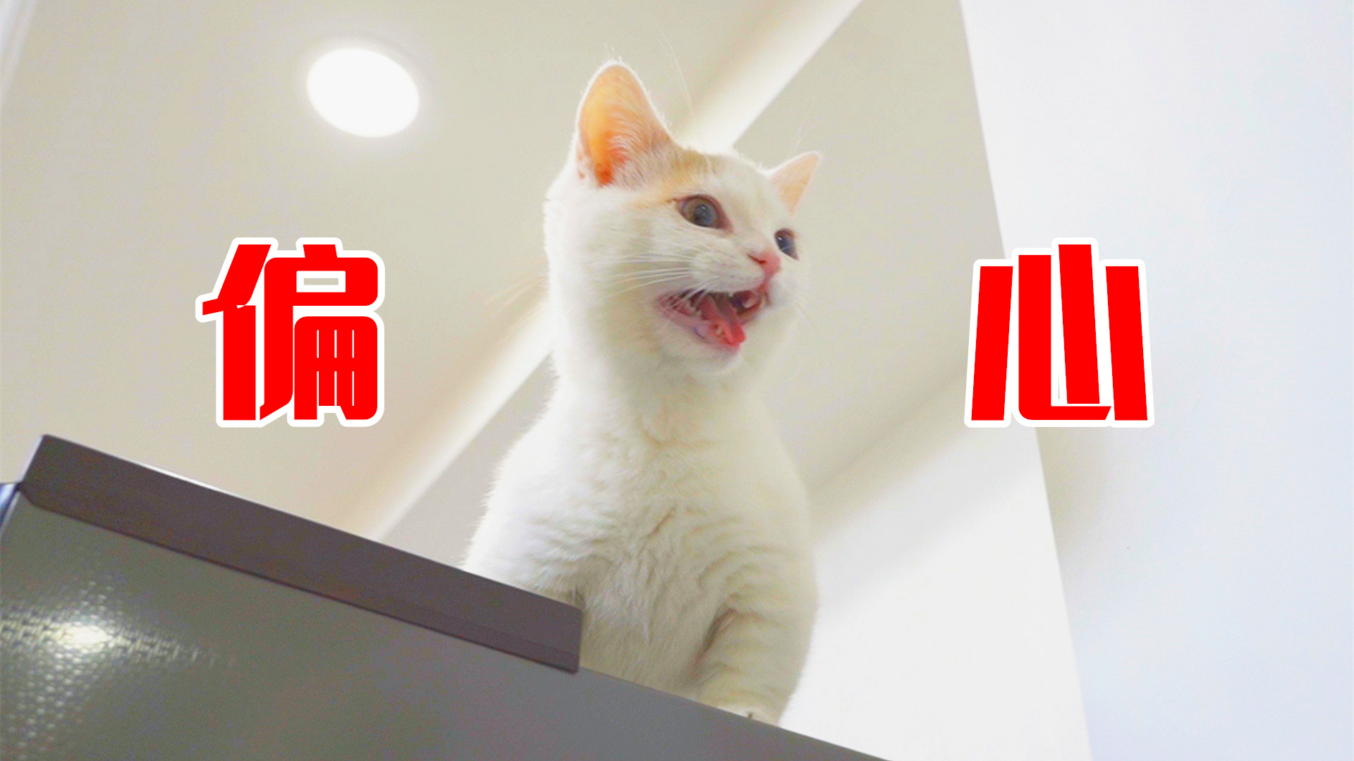 如果主人偏心一只猫,家里其他的猫会是什么反应?