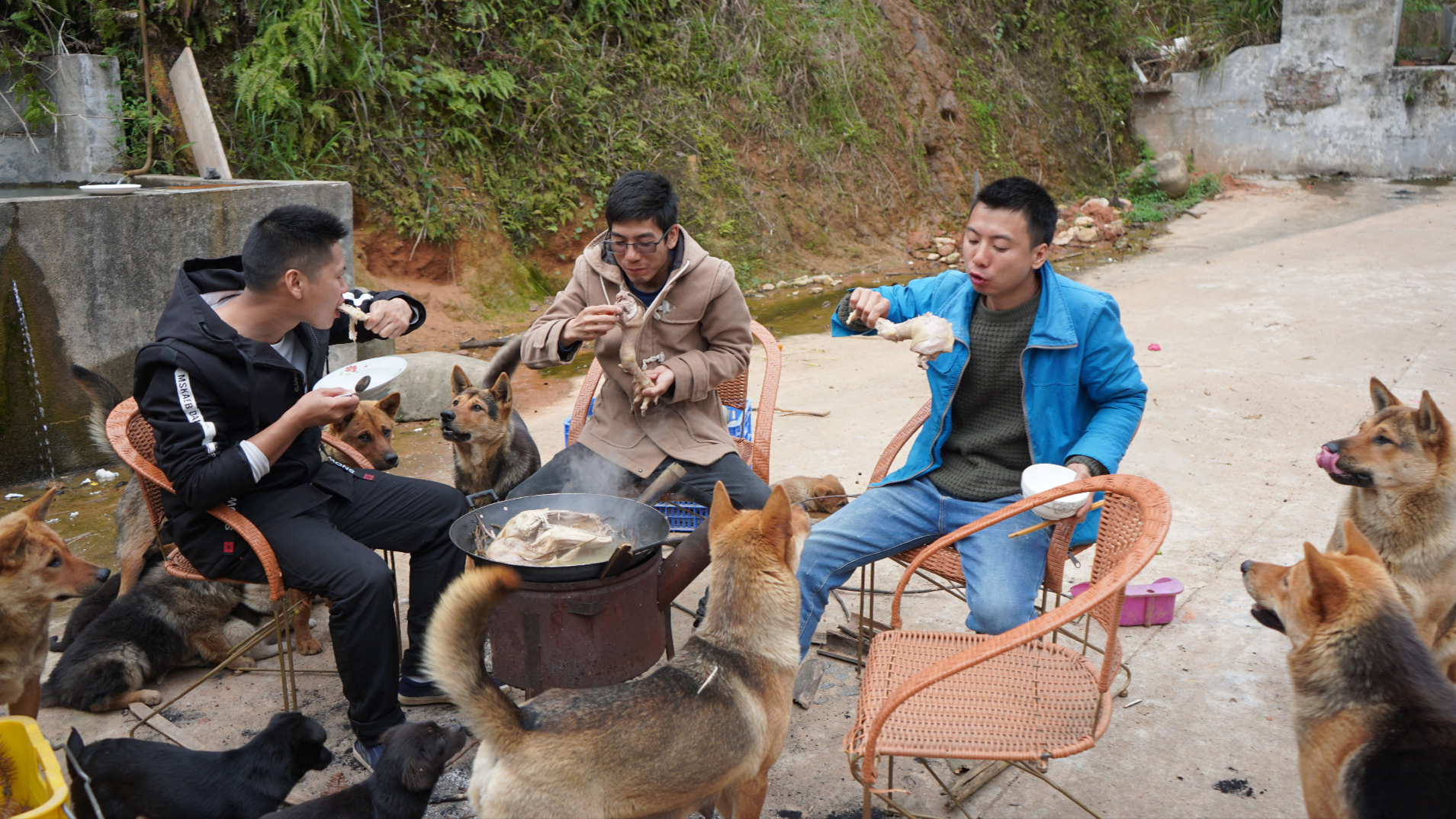华农兄弟:看一下摄影小哥种的铁皮石斛,顺便摘点来炖大公鸡