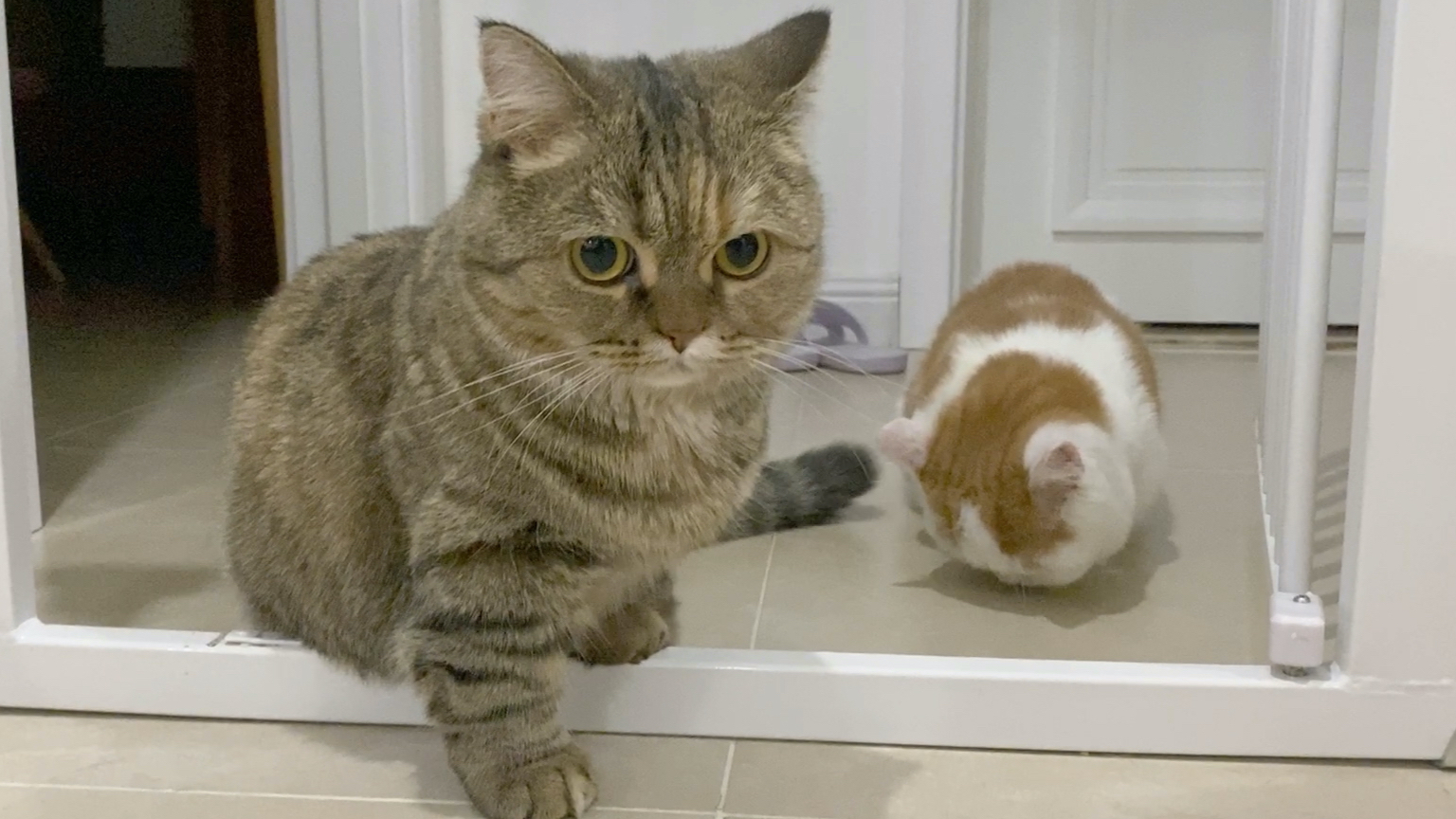 小虎:你的猫你自己带!别老麻烦我!