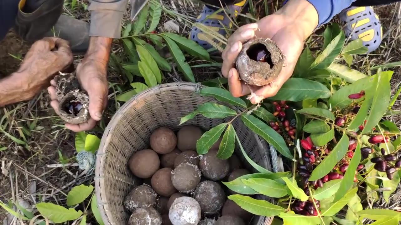 泰国男子在地里挖到很多泥球,吃过见过的算你厉害!