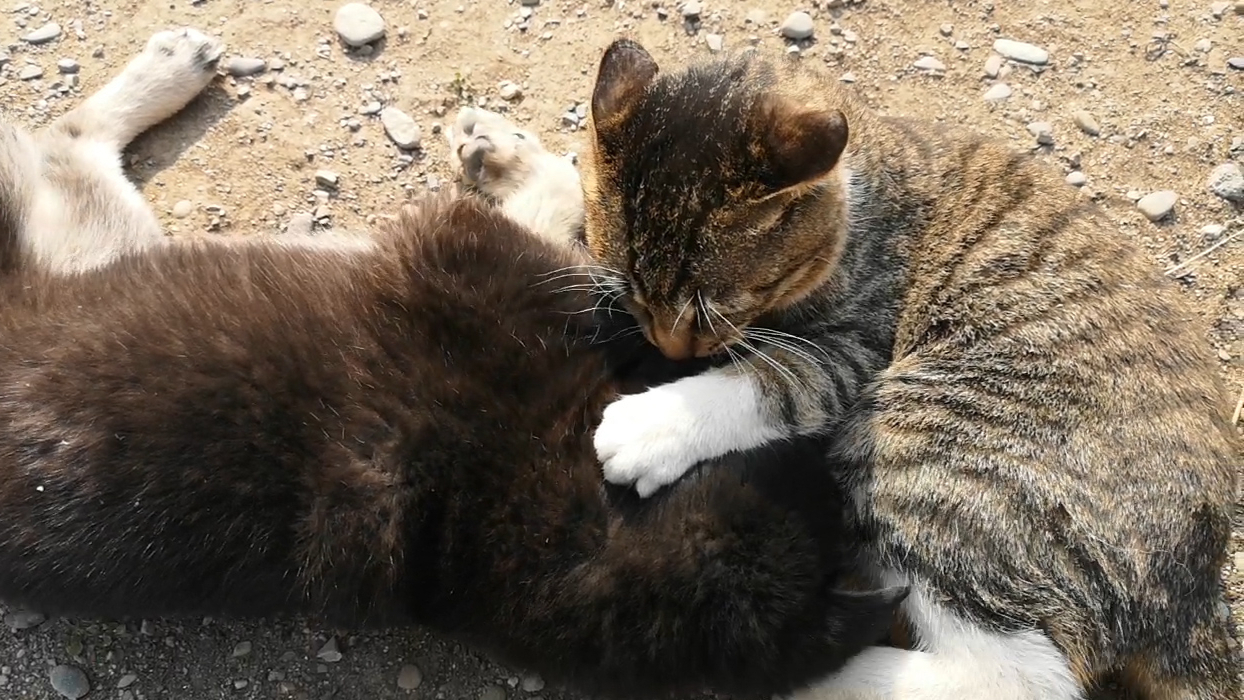 瞧这一群猫狗大家族,其中大黄更是自私鬼!