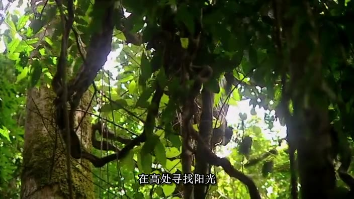 荒野求生 第一季 #03 哥斯达黎加雨林