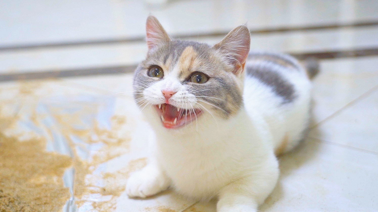 猫咪去到沙滩会发生什么?猫:好大的猫砂盆!