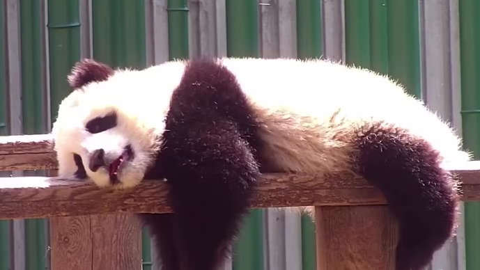 《熊猫top榜》 滚滚的心愿 | ipanda熊猫频道