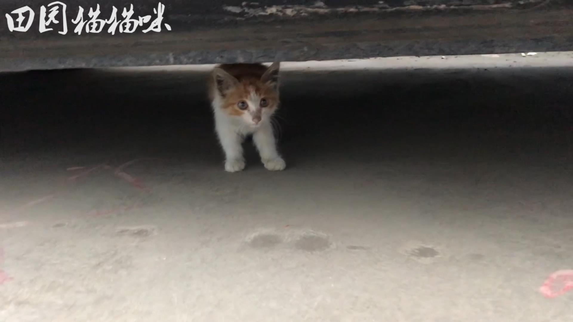 流浪猫:躲在车底的小猫,叫声凄惨,给它食物就狼吞虎咽的吃起来