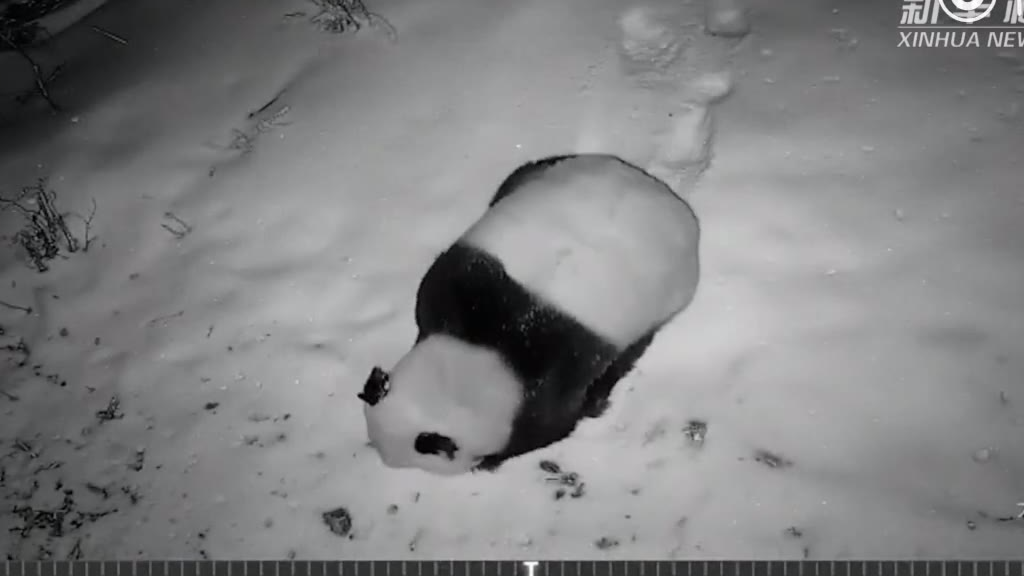【每日一滚】雪地里出现一只受伤的野生大熊猫 或因争夺配偶打架受伤