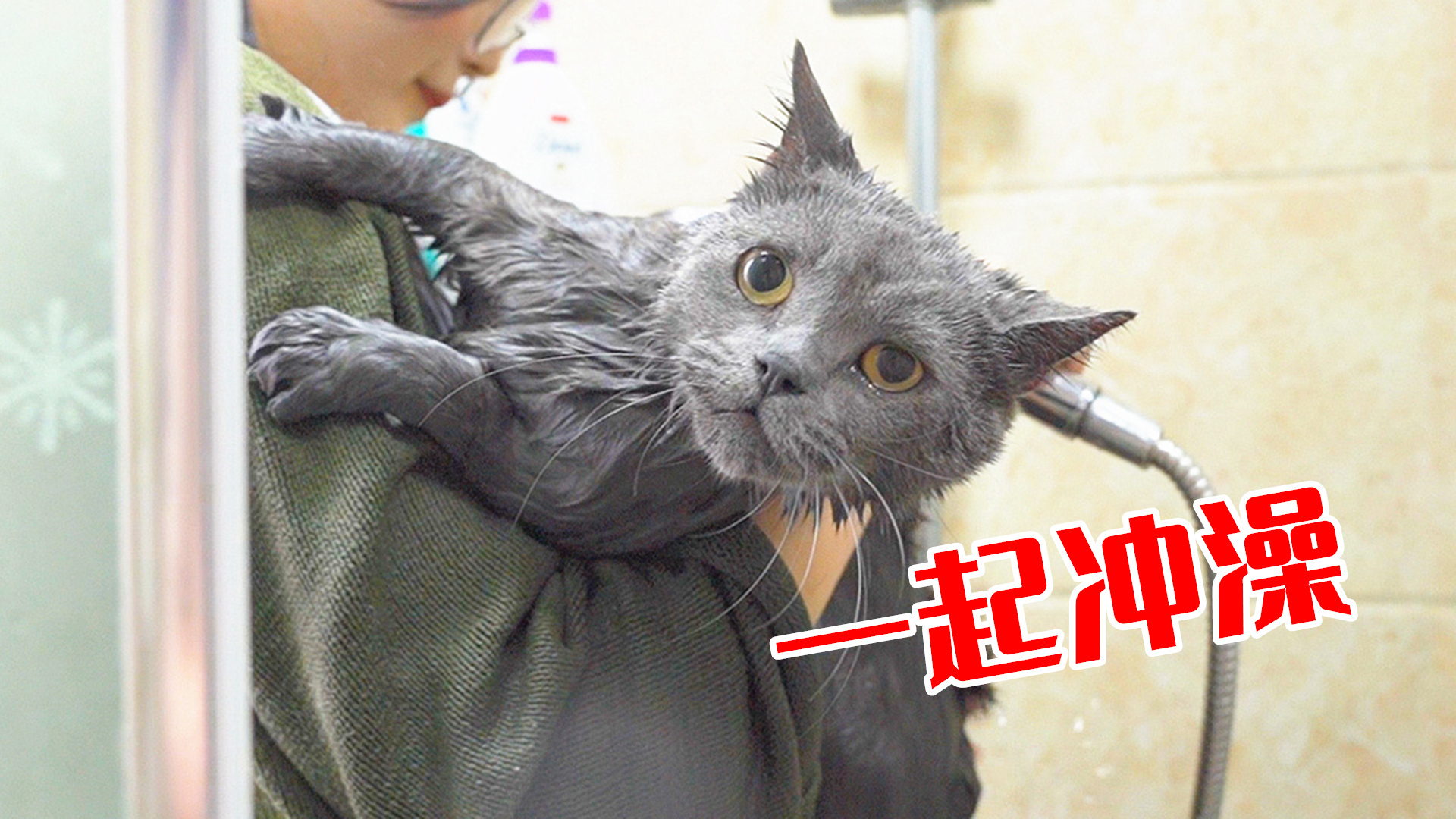 猫咪一年没洗澡,极力反抗,气的主人直接和它一起冲澡!