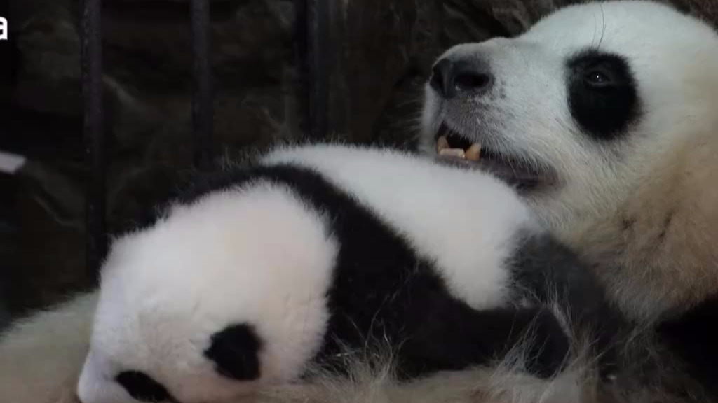 支付乐_支付乐源码_支付乐监控端