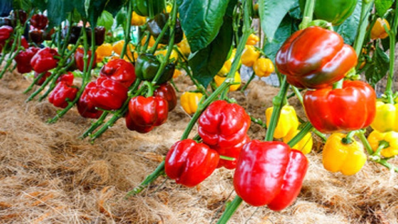 一个温室大棚8公顷,每天采摘甜椒5吨,看看国外农民怎么种甜椒!