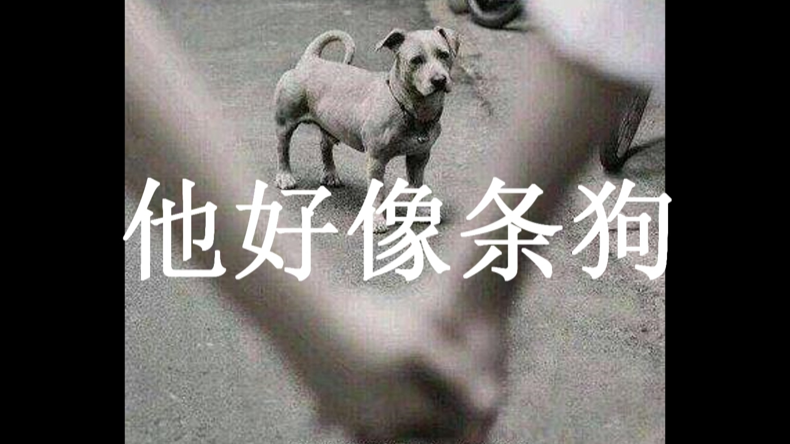 答应我好不好,不要做舔狗,你会被伤的!